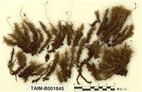 藏品(波葉曲尾苔)的圖片